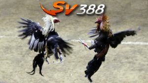 Chuyên mục đá gà SV388 được đánh giá cao